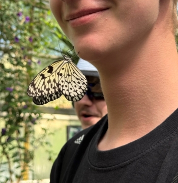 Schmetterlingsausstellung